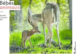 Agenda semainier 2024 - Bébés animaux