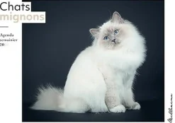 Agenda semainier 2024 - Chats mignons