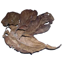 Amtra - Pièce de Rechange Pro Nature Catappa Leaves - x30