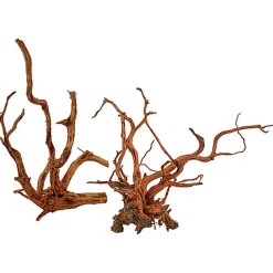 Amtra - Racine Bois Red Spider King - M