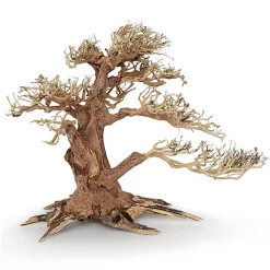 Amtra -  Racine Naturelle Oriental Wind 4 - X