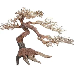 Amtra -  Racine Naturelle Oriental Wind 5 - M