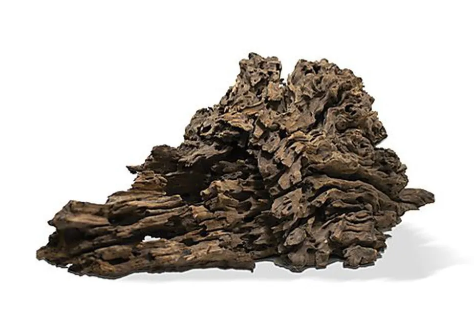 Aquavie - Racine Poonkanatur 20/40cm - S