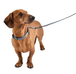 Bobby - Collier Happy Vert pour Chiens