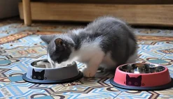 Bobby - Gamelle Inox Antidérapante pour Chats - Gris