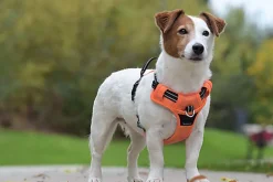 Bobby - Harnais Rando Walk Orange pour Chiens