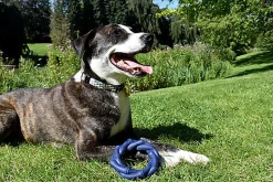 Bobby - Jouet Anneau Bambou Caoutchouc Bleu pour Chiens