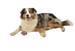 Bobby - Jouet Balle Caoutchouc Cache Friandises Rose pour Chiens