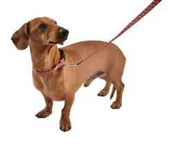 Bobby - Laisse Pretty Brique L pour Chiens - 100/2,5cm