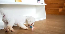 Cheerble - Balle Pelote Interactive Cheerble SE pour Chats