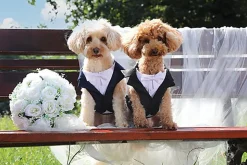 Croci - Harnais Ceremony Groom Noir pour Chiens