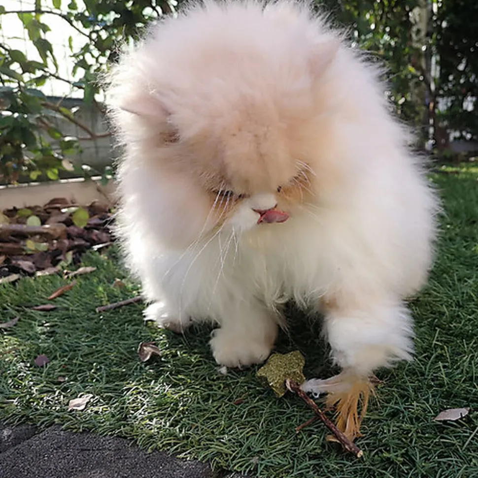 Croci - Jouet Baguette Catnip Euphoria Etoile - 12cm