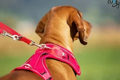 Curli - Harnais Belka Air-Mesh en Rouge pour Chien