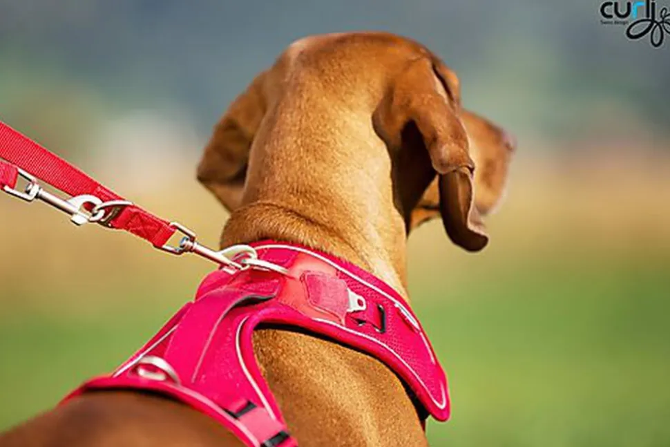 Curli - Harnais Belka Air-Mesh en Rouge pour Chien