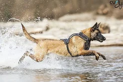 Curli - Harnais Belka Air-Mesh en Noir pour Chiens