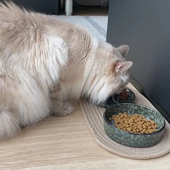 D&D - Gamelle et écuelle d'eau Jasper Green marble