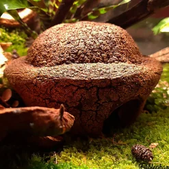 Eublepharis - Cachette Bilbo pour Reptiles - 20cm