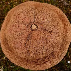 Eublepharis - Cachette Bilbo pour Reptiles - 20cm