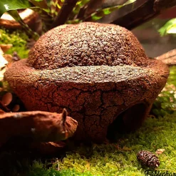 Eublepharis - Cachette Bilbo pour Reptiles - 20cm