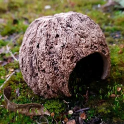 Eublepharis - Cachette Kabuto pour Reptiles - 12cm