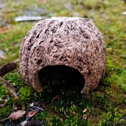 Eublepharis - Cachette Kabuto pour Reptiles - 12cm