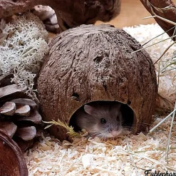 Eublepharis - Cachette Kabuto pour Reptiles - 12cm