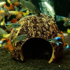 Eublepharis - Cachette Kabuto pour Reptiles - 12cm