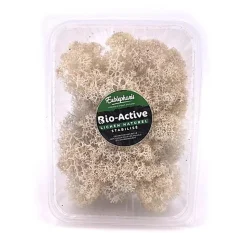 Eublepharis - Lichen Stabilisé Naturel pour Reptiles