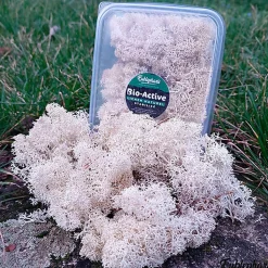 Eublepharis - Lichen Stabilisé Naturel pour Reptiles