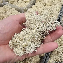 Eublepharis - Lichen Stabilisé Naturel pour Reptiles