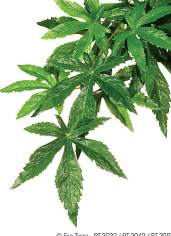 Exo Terra - Plante Abutilon pour Terrarium - L