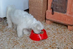 Ferplast - Ecuelle Anti-glouton Magnus Slow Rouge - S