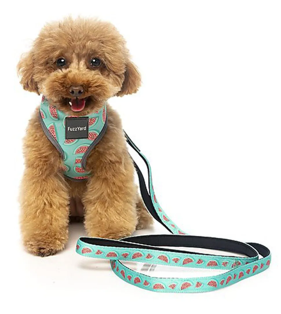 FuzzYard - Laisse Summer Punch pour Chien - S