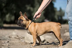 Goleygo - Laisse Plate Réglable Noir pour Chien