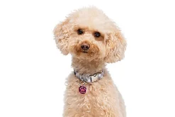 Gotoo - Charm Princesse Rose pour Chien