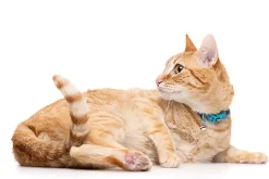 Gotoo - Collier en Nylon Premium Bleu pour Chat