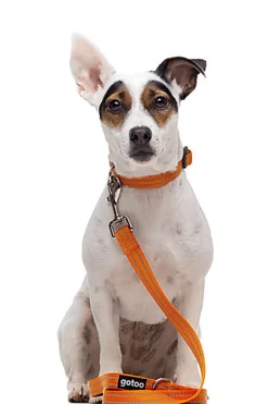 Gotoo - Collier Essentials en Nylon Premium Orange pour Chien