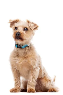 Gotoo - Collier Essentials en Nylon Premium Bleu pour Chien