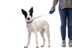 Gotoo - Collier Essentials en Nylon Noir pour Chien