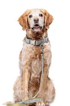 Gotoo - Collier Feuilles Vert pour Chien