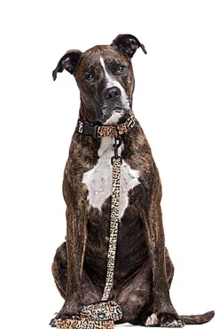 Gotoo - Collier Leopard pour Chien