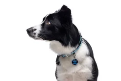 Gotoo - Collier Mesh Turquoise pour Chien