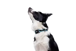 Gotoo - Collier Mesh Turquoise pour Chien