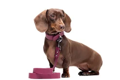 Gotoo - Collier Premium Biotane Bordeaux pour Chien