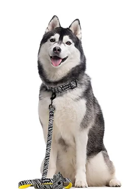 Gotoo - Collier Zèbre pour Chien