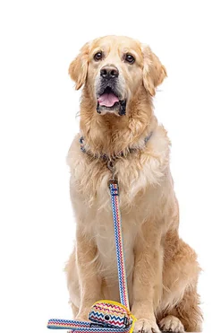 Gotoo - Collier ZigZag pour chien