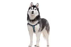 Gotoo - Harnais à Motif Montagne