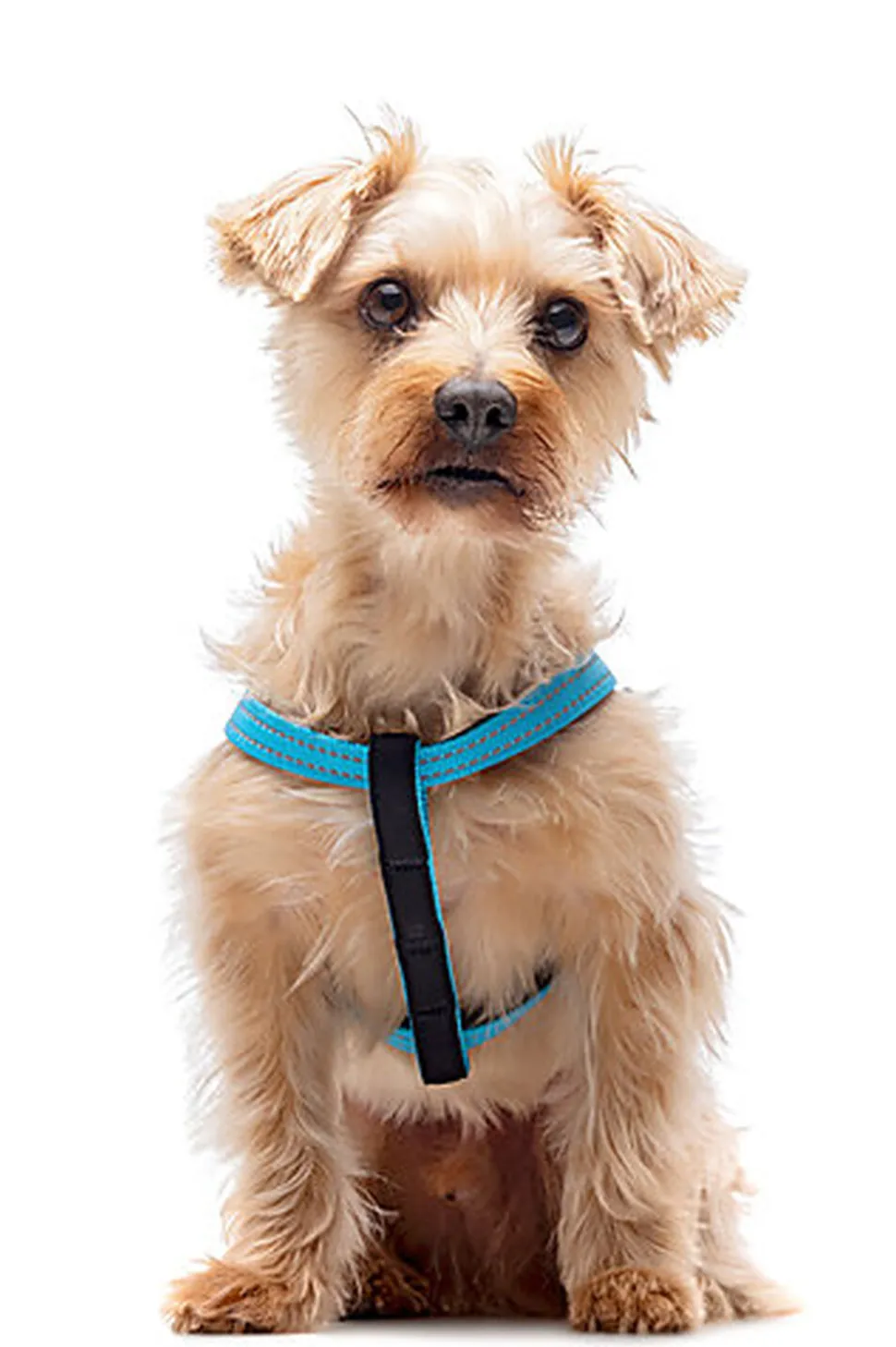 Gotoo - Harnais Essentials en Nylon Premium Bleu pour Chien