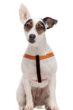 Gotoo - Harnais Essentials en Nylon Premium Orange pour Chien