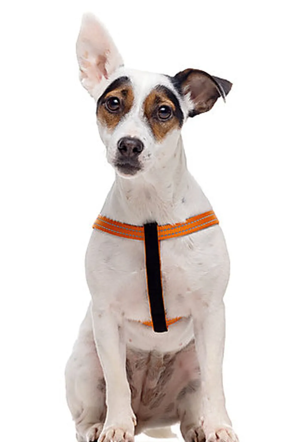 Gotoo - Harnais Essentials en Nylon Premium Orange pour Chien